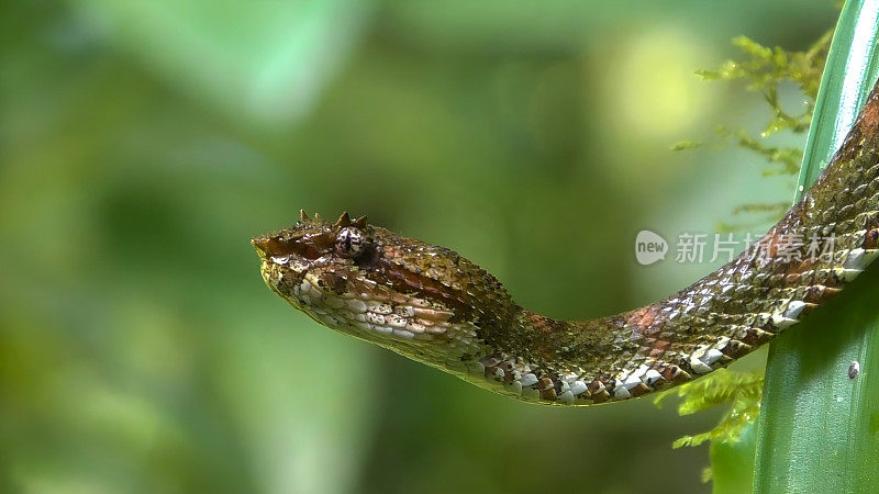 Bothriechis schlegelii，通常被称为睫毛毒蛇